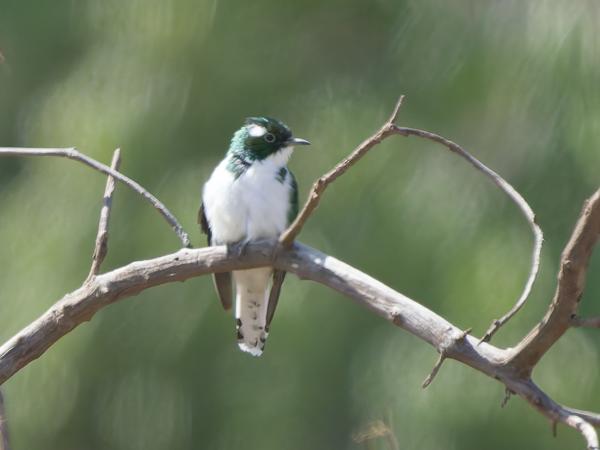 <h3><a href="/trips/tanzania/biota/animalia/chordata/aves/030 cuculiformes/001 cuculidae/chrysococcyx klaas/chrysococcyx klaas-nl.html">Chrysococcyx&nbsp;klaas</a> / Klaas's&nbsp;cuckoo / Klaas'&nbsp;koekoek</h3>OM-1 Mark II met OLYMPUS M.150-400mm F4.5 TC, 1/2000 sec  bij F5.6, ISO 2000, afstand 34.2&nbsp;m
